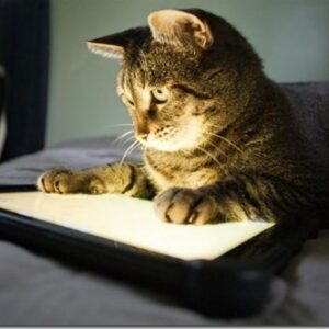 Gato usando una tableta